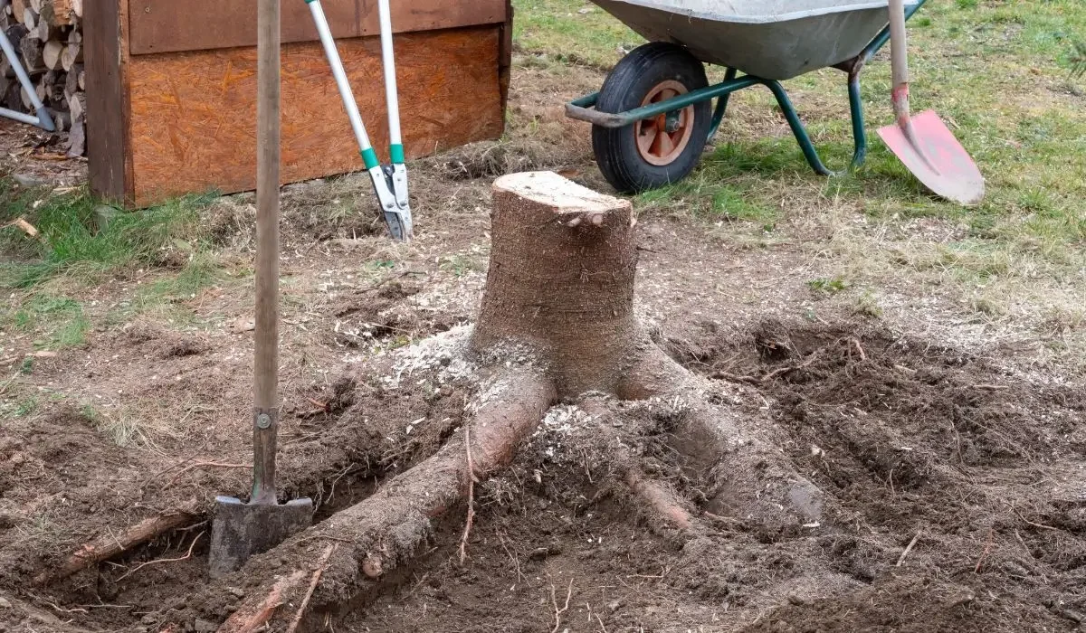tree-stump-backyard-before-removal Tree stump with exposed roots in a residential backyard before stump grinding, showing removal preparation tools