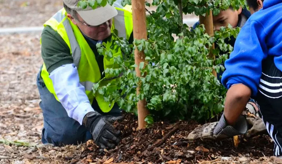 Professional arborists provide tree treatment services for healthy trees, including planting, pruning, and disease management.